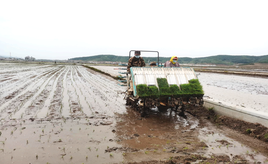 14 365速发国际农业水稻插秧现场_副本.png